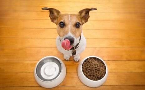 7 Sumber Pakan Anjing  yang Sehat dan Penuh Gizi