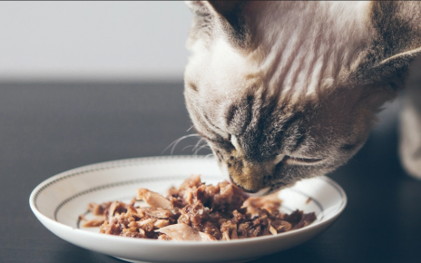 Panduan Memilih Varian Fancy Feast Kitten yang Cocok untuk Selera Kucing Anda